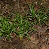 Eriocaulon subglaucum Ruhland